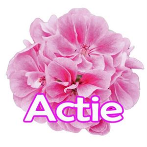 Bild von Geranium Hang P12 Actie Double Frosty Pink